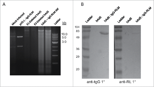 FIGURE 1. Vaccine Production. (A) DNA was isolated from HEK293 cells infected with hAd5 and hAd5:tgG-RL and subjected to PacI digestion to identify the presence of tgG-RL coding sequence. (B) Western blot of conditioned media from either mock infected or hAd5:tgG-RL infected HEK293 cells. Proteins were resolved by SDS-PAGE, blotted to nitrocellulose and probed with either anti-tgG or anti-RL sera at 1:1000 or 1:2000, respectively. Protein-antibody complexes were probed with alkaline phosphatase labeled secondary antibody, and visualized following development with BCIP/NBT.