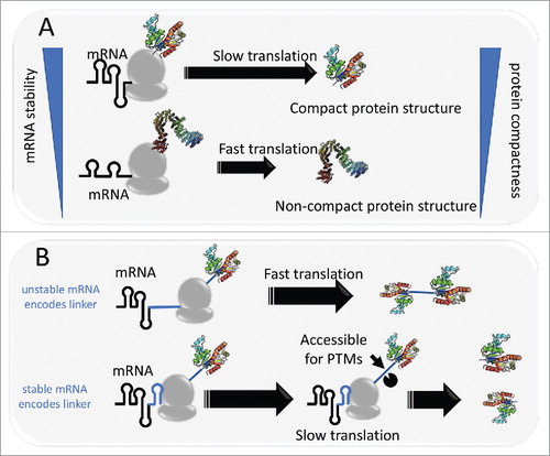 Figure 1. Model of mRNA structure controlling protein compactness. A: ribosome spends more time to unwind structured mRNA, leaving time for the nascent peptide to co-translationally fold into a compact conformation. B: Protein or domain linkers are encoded by either unstable mRNA or stable mRNA. In the latter case, stable structural elements in mRNA can slow down translation, leaving time for the linker to be targeted for post-translational modifications.