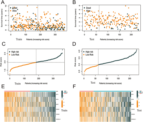 Figure 4 The performance of the risk score model was based on 6 ATF / CREB family genes in training and test groups. (A–D) Patients with low-risk score generally had longer survival years, and lower mortality than patients with high-risk score. (E and F) Heatmaps of the risk score were based on ATF / CREB family genes in the training group (E) and the validation group (F).