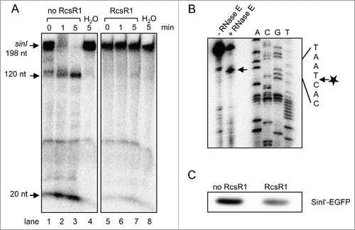 Figure 8. RcsR1 blocks the degradation of a 5'-UTR containing sinI derivative by the RNase E-enriched protein fraction and impairs sinI translation. (A) RNA degradation assays with the RNase E-enriched protein fraction of S. meliloti. Uniformly labeled sinI transcript with the length of 198 nt and containing the 5'-UTR was incubated with the protein fraction for the indicated time (in min). Pre-incubation with 10-fold excess of 5'-monophosphorylated RcsR1 is indicated above the panel. Signals corresponding to the substrate and prominent degradation products are marked on the left side. H2O, negative control without addition of protein. (B) Primer extension analysis for determination of a processed 5'-end in the 5'-UTR of sinI. Incubation of the sinI transcript with the RNase E-enriched protein fraction is indicated above the panel. A prominent signal, which most probably corresponds to an RNase E cleavage site, is marked by an arrow in the panel. Lanes A, C, G and T each refer to the corresponding nucleotide of the DNA template (cloned sinI region) as determined by sequencing. A part of the RNA sequence with the cleavage site marked with an arrow and asterisk is indicated on the right side of the panel. (C) In vitro translation assay. The in vitro transcript containing the 5'-UTR of sinI, its first 9 codons and in frame fused egfp was subjected to in vitro translation. Equal volumes of the assay samples were loaded onto 10% SDS-PAGE and relative amounts of translated protein were analyzed by Western blot with EGFP-specific antibodies. Pre-incubation of the sinI-egfp transcript with RcsR1 is indicated above the panel.