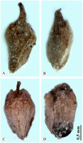 Figure 4. Flowers (front view). (A) Central flower in the cyme of Arthrocnemum franzii. (B) Lateral flower in the cyme of A. franzii. (C) Central flower in the cyme of Arthrocnemum macrostachyum. (D) Lateral flower in the cyme of A. macrostachyum. Origin of the material: (A, B) Alexander P. Sukhorukov 56 (holotype) and (C, D) H. Freitag, Egypt, 1987 (LE).