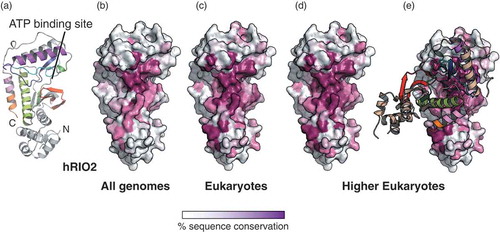 Figure 4. RIO2 homodimer interface is conserved in eukaryotes.The sequence conservation was calculated using the Consurf server (http://consurf.tau.ac.il/) and the sequence alignment is displayed in Fig. S2. The conservation above 70 %, 80 %, 90 % and equal to 100 % are shown in a gradient from white to magenta. (a) Structure of hRIO2(1–353)Δ(131–146) protomer. The N- and C-termini are labelled, as well as the ATP-binding pocket. (b) Sequence conservation in all Rio2 orthologues is displayed at the surface of hRIO2 and cluster at the ATP-binding pocket. (c) Sequence conservation in eukaryotic Rio2 protein sequences is displayed at the surface of hRIO2. The fingerprint extends around the ATP-binding pocket. (d) and (e) Sequence conservation in higher eukaryotes (Homo sapiens, Xenopus laevis, Drosophila melanogaster, Caenorhabditis elegans, Zea mais, Dictyostelium discoideum, Gallus gallus, Aedes aegypti, Danio rerio) is displayed at the surface of hRIO2 structure. The region of conservation covers the entire homodimer interface.The bar indicates the residue conservation from white (non-conserved) to magenta (identical residues).