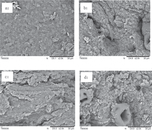 Figure 3. Effect of k-carrageenan on the network (SEM) of MP-SPI composite gel with various salt levels