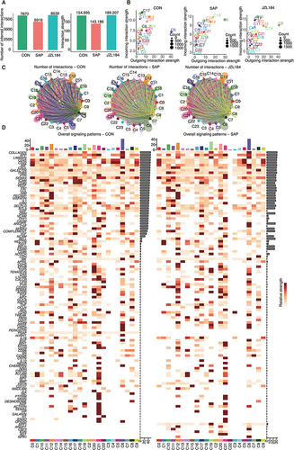 Figure 4 Profiling of cell receptor-ligand interactions identified in multiple cells in intestinal tissues during intestinal injury and repair of rats with severe acute pancreatitis. (A) The number and strength of interactions in CON and SAP and JZL184. (B) Scatter chart showing the strength of incoming and outgoing in each group. (C) Comparing the interaction number among Genes expression module of all cell cluster in CON and SAP and JZL184 groups. (D) Signal contribution to outgoing and incoming signaling of all cell cluster in CON and SAP groups.