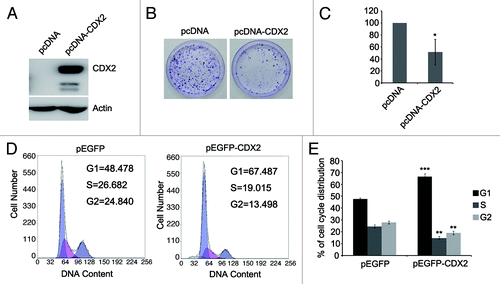 Figure 3. Effects of CDX2 on lung cancer cell proliferation and cell cycle distribution. (A) Confirmation of re-expression of CDX2 in H23 cells by western blotting. Actin was used as internal reference. (B) Typical colony formation assay for CDX2 and control vector are presented. H23 cells were transfected with pcDNA-CDX2 or control vector. After selection with G418 for 2–3 weeks, the surviving colonies were stained with 0.5% crystal violet and counted. (C) Quantitative analysis of colony formation assays. The numbers of G418 resistant colonies in control vector transfected cells were set to 100%. The results are given as the mean ± SD from triplicate experiments. (*P < 0.05). (D) Representative results of cell cycle distribution for CDX2 and control vector. H23 cells were transfected with the pEGFP-CDX2 or control vector. Transfected cells were sorted by GFP expression. Cell cycle distributions were measured by propidium iodide (PI) staining followed by flow cytometry after transfection for 48 h. (E) Quantitative analysis of cell cycle distribution. The percentages of G1, S and G2 cells transfected with control vector served as controls. The results are given as the mean ± SD from triplicate experiments. (**P < 0.01; ***P < 0.001).