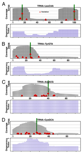 Figure 1. Coverage and sequence mismatch frequencies on selected tRNA genes. Deep sequencing data of DNA of individuals participating in the 1000-genomes project mapped on tRNA genes shows coverage along the gene and highlights sequence mismatches for each gene’s positions. All baseline sequences are from the corresponding tRNA gene sequences in the hg19 reference genome.Citation10 The coverage is determined by piling up all deep sequencing reads that map to the gene, and shown as vertical black bars. Sequence mismatch frequencies per position are marked by red triangles set at heights proportional to the frequencies: higher red bars indicate higher mismatch frequencies. Five highest mismatched columns are highlighted in green. Selected tRNAs are: (A) tRNALeu(CAA). The well-shaped coverage is due to the fact that only a few tRNALeu genes have introns at positions corresponding to the bottom of the well. (B) tRNATyr(GUA). Greater coverage at the 5′ region of the tRNA gene gives an indication of the degeneracy of that region among the isodecoders. (C) tRNAArg(ACG). (D) tRNACys(GCA).