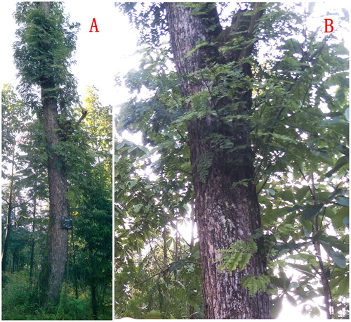 Figure 1. Panorama (A) and detail (B) photos of Albizia kalkora. The photos were shot by Liqiang Wang and the coordinates of the plant was N 30.180978°, E 109.756823°. Main identifying traits: Trees, deciduous, 3–8 m tall. Branchlets dark brown, pubescent, with conspicuous lenticels. Stipules in-conspicuous. Pinnae 2–4 pairs. Leaflets 5–14 pairs, oblong or oblong-ovate. Heads 2–7, axillary or terminal, arranged in panicles. Flowers dimorphic, primarily white, turning yellow, with conspicuous pedicels. Calyx tubular, 2–3 mm, 5-toothed, calyx and corolla villous. Corolla 6–8 mm; lobes lanceolate. Stamens 2.5–3.5 cm, basally connate into a tube; tube shorter than corolla tube. Seeds 4–12, obovoid or suborbicular; pleurogram oblong.