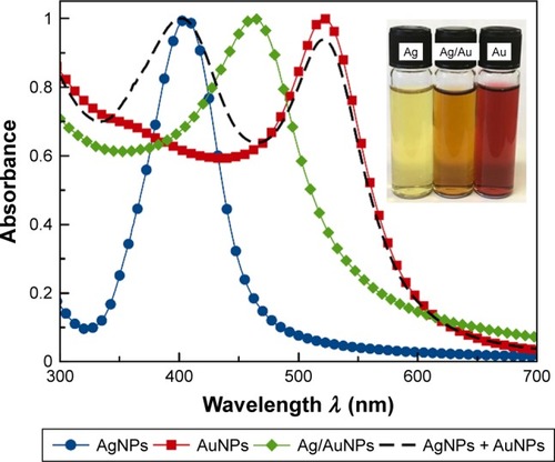 Figure 2 Comparison of the normalized UV–visible absorption spectra for colloidal AgNPs (blue/dot), Ag/AuNPs (green/square), AuNPs (red/diamond) and a physical mixture of colloidal AgNPs and AuNPs at a ratio 1:1 v/v. Inset: Photograph of the metallic NP colloids.Abbreviations: AgNPs, silver nanoparticles; AuNPs, gold nanoparticles; NP, nano-particle; UV, ultraviolet.