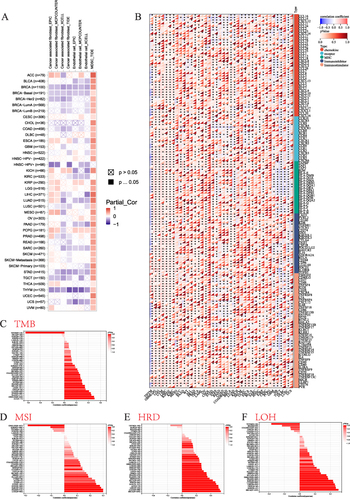 Figure 6 Immune cell infiltration analysis. (A) Correlation of RAD54L with infiltration levels of cancer associated fibroblasts (CAFs), endothelial, and myeloid-derived suppressor cells (MDSCs). (B) Correlation of RAD54L expression with chemokines, receptors, MHC, immunoinhibitors, and immunostimulators. (C) The relationship between RAD54L expression and tumor mutation burden (TMB). (D) The relationship between RAD54L expression and microsatellite instability (MSI). (E) The relationship between RAD54L expression and homologous recombination deficiency (HRD). (F) The relationship between RAD54L expression and loss of heterozygosity (LOH).