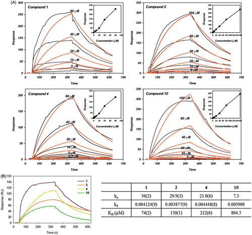 Figure 5. Surface plasmon resonance analysis for the interaction of compounds with SARS-CoV PLpro (A) Normalized refractive index change obtained for different compounds (1, 2, 4 and 10) concentrations. The experiments were carried out in PBS at a 30 μL/mL flow rate. (insert) The linear dependence of the response in function of the concentration of compounds injected over immobilized SARS-CoV PLpro support the idea of nonspecific direct binding. (B) SPR sensogram of the interaction between compounds of 40 μM and SARS-CoV PLpro (left). The KD values for the binding compounds to immobilized SARS-CoV PLpro. ka and kd from where KD were calculated are also shown (right).