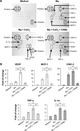 Figure 3 CNMs inhibit cytokine protein expression in Mφ.Notes: (A) Detection of cytokine expression profiles in supernatants from hypoxia-inducing Mφ after CNMs treatment. Supernatants from Mφ treated with CoCl2 (100 µM/mL) or CoCl2 (100 µM/mL) + CNMs (27.2 µg/mL) for 24 hours and normal medium (control) were assessed using a rat cytokine antibody array. The downregulation of MCP-1, VEGF, TNF-α, and IL-1α was shown in the supernatants from hypoxia-inducing Mφ after CNMs treatment. (B) Statistical analysis of relative protein levels of cytokines. Mean optic densities of protein were calculated by normalizing to controls. The data indicate the mean ± SEM (n=3), *P<0.05 and **P<0.01. (C) Template showing the location of cytokine antibodies spotted onto the Rat Cytokine Array C1. (D) CNMs inhibit MMP-9 protein levels. Mφ (NR8383) were treated with CNMs for 24 hours at the indicated concentrations. Subsequently, (a) MMP-9 was detected by Western blotting, and (b) Statistical analysis of relative protein levels of MMP-9 *P<0.05 and **P<0.01.Abbreviations: CI, confidence interval; CINC-3, cytokine-induced neutrophil chemoattractant 3; CNMs, celastrol nanomicelles; CNTF, ciliary neurotrophic factor; GM-CSF, granulocyte-macrophage colony-stimulating factor; IFN, interferon; IL-1α, interleukin-1α; Mϕ, macrophages; MCP-1, monocyte chemotactic protein-1; MMP-9, matrix metalloproteinases 9; NEG, negative; POS, positive; TNF-α, tumor necrosis factor-α; VEGF, vascular endothelial growth factor; MIP-3 alpha, macrophage inflammatory protein 3 alpha.