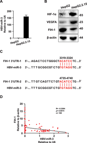 Figure 2 HBV-miR-3 can be detected in HBV infected HCC cell line and negatively correlated with FIH-1. (A) HBV-miR-3 levels in HepG2 and HepG2.2.15 cells. (B) HIF-1α, VEGFA and FIH-1 protein expressions in HepG2 and HepG2.2.15 cells. (C) Predicted HBV-miR-3 binding sites in the 3’-UTR of FIH-1 mRNA. (D) Pearson Correlation analysis of HBV-miR-3 and FIH-1 protein expression in HBV-related HCC patients. The error bars represent the SD from at least three independent biological replicates.