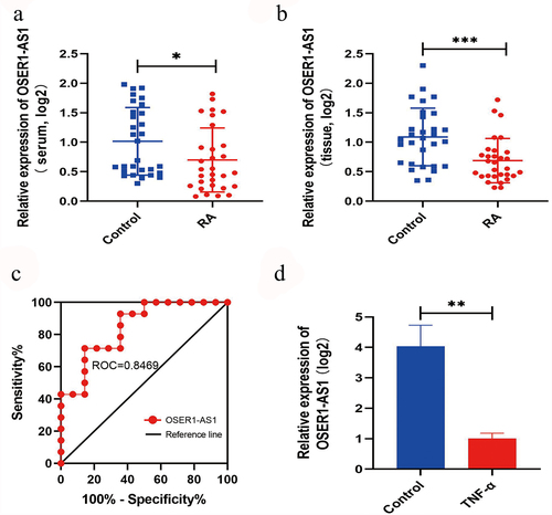 Figure 1. OSER1-AS1 was lowly expressed in RA samples. (a-b) OSER1-AS1 was lower in serum samples and synovial tissues of RA patients(n = 30) and the compared healthy controls(n = 30). (c) ROC analysis indicated that the expression level of OSER1-AS1 in serum samples could be a diagnostic biomarker for RA. (d) Expression levels of OSER1-AS1 in TNF-α-induced RA-FLSs. All experiments were conducted in triplicate. *p < 0.05, **p < 0.01, ***p < 0.001.