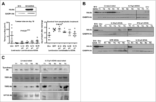 Figure 4. Lentivector vaccination delays melanoma growth in a B16 model expressing a surrogate tumor antigen. (A–C) C57Bl/6 mice (n = 5 per group) were subcutaneously vaccinated at the base of the tail with 1 × 107 lentiviral particles (as indicated) followed by subcutaneous transfer of 2 × 106 B16-IiOVA cells 2-weeks later. (A) Above, IiOVA (detected by HA-tag) and GADPH (loading control) expression assessed by immunoblot in B16 versus B16-liOVA cell lines. Below, left, tumor sizes on day 18 after B16-IiOVA subcutaneous transfer, when the first control mouse was sacrificed. Below right, time of death after B16-IiOVA transfer. Means ± S.D. are also indicated for each group as intervals. Unv, unvaccinated. (B) Immunoblots of IiOVA and GADPH expression in samples from escaping tumors in each mouse (T1 to T5) vaccinated with the indicated lentivector vaccines (shown on top) and challenged with B16-IiOVA cells. Protein extracts from B16-IiOVA cells and a tumor from unvaccinated, challenged mice (Unv T1) were used as positive controls for IiOVA expression. (C) Expression of the indicated tumor-associated antigens (TAAs) by immunoblot using specific antibodies, from escaping tumors arising in unvaccinated or IL12-p1-IiOVA-vaccinated mice challenged with B16-IiOVA cells. Each tumor was analyzed separately (T1 to T5). Ab, antibody. Statistical comparisons were performed using the non-parametric Kruskal-Wallis test; experiment performed in duplicate with similar results achieved; * P < 0.05, ** P < 0.01, *** P < 0.001.