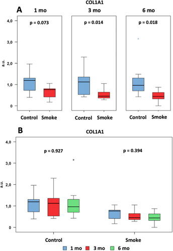 Figure 11. Assessment of COL1A1 gene expression. Statistical analyses were performed with Mann-Whitney test in A and Kruskal-Wallis test in B. The data are shown as median and interquartile range IQ (25 - 75%). (Control: 1 mo, n = 10; 3 mo, n = 10; 6 mo, n = 7. Smoke: 1 mo, n = 9; 3 mo, n = 8; 6 mo, n = 10). mo: month. a.u.: arbitrary unit.