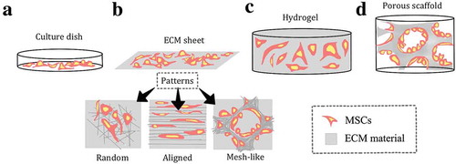 Figure 3. The different forms of an extracellular matrix and their interactions with the cells. The tissue culture treated plastic surface is the most common surface for culturing the MSCs (A). The ECM sheet can be in form of decellularised native ECM or an artificial matrix, which can include different oriented fibres (B). A hydrogel can be manufactured from the decellularised ECM or a chemical mixture for culturing seeded or encapsulated MSCs (C). The porous scaffold is the most similar to the native environment of the MSCs, perhaps allowing the most suitable culture environment (D).