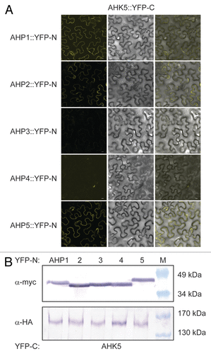 Figure 2. AHK5 interacts with a set of AHP proteins in a Bimolecular Fluorescence Complementation Assay (BiFC). (A) Confocal images of epidermal tobacco leaf cells (Nicotiana benthamiana) co-expressing the indicated YFP-N and YFP-C fusion proteins. The left panels show the fluorescence signal, the middle panels the bright field images of identical cells and the right panels the overlay of both. YFP-N, N-terminal YFP fragment fused to the different AHP proteins; YFP-C, C-terminal YFP fragment fused to the AHK5 protein. The bars represent 10 μm. (B) Western-blot analysis using crude protein extracts from transiently transformed tobacco leaves analyzed for BiFC before extraction. The AHP::YFP-N (upper panel) and the AHK5::YFP-C (lower panel) fusions were detected with a c-myc and HA-specific antibody respectively. M, protein marker.