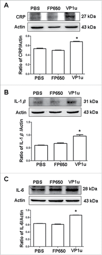 Figure 3. Expression of CRP, IL1-β and IL-6. Liver lysates obtained from BALB/c mice receiving COS-7 cells without tranfection, COS-7 cells transfected with pTurboFP650, and COS-7 cells transfected with pTurboFP650-VP1u are shown after the treatments were probed with antibodies against (A) CRP, (B) IL1-β and (C) IL-6. Bars represent the relative protein quantification on the basis of actin. Similar results were observed in 3 independent experiments, and * indicates the significant difference, P < 0.05.