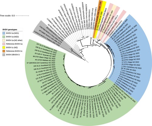 Figure 4. Phylogenetic analysis of partial E2 sequences (n = 104) from bovine viral diarrhoea viruses (BVDV) identified in New Zealand and international BVDV sequences sourced from Genbank, showing optimal tree produced by evolutionary analyses conducted in MEGA11 (Tamura et al. Citation2021) on a dataset with 795 positions. Evolutionary history was inferred using the neighbour joining method (Saitou and Nei Citation1987). The percentage of replicate trees in which associated taxa clustered together in the bootstrap test (1,000 replicates) are indicated by the width of the branches. The evolutionary distances (units = base substitutions per site) were computed using the Tamura-Nei method (Tamura and Nei Citation1993). The rate variation among sites was modelled with a gamma distribution (shape parameter = 0.62). All three codon positions were included. All positions with < 90% site coverage were eliminated, i.e. fewer than 10% alignment gaps, missing data, and ambiguous bases were allowed at any position (partial deletion option).