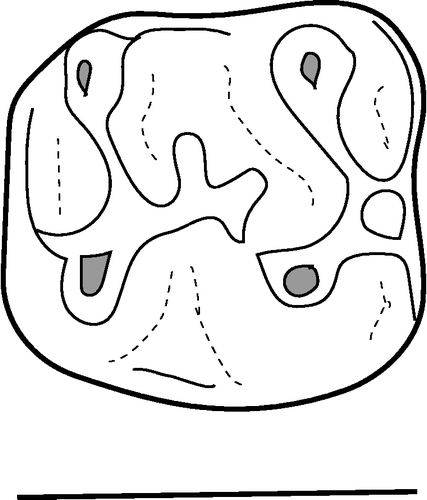 Figure 3 Line drawing of PMNH specimen 2127, Atavocricetodon sp., upper molar from locality Z144. Anterior to right; scale bar is 1 mm.