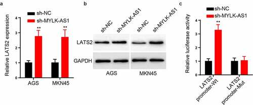 Figure 4. MYLK-AS1 inhibited LATS2 transcription in GC cells. (A-B) The LATS2 mRNA and protein levels were determined by RT-qPCR and western blot in transfected AGS and MKN45 cells. (C) LATS2 transcriptional activities of transfected AGS and MKN45 cells. **p< 0.01