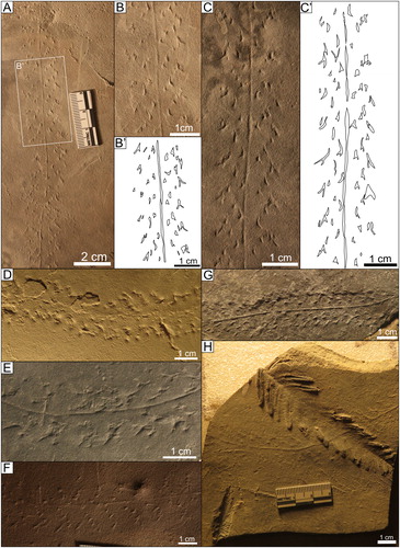 Figure 5. A) Kouphichnium lithographicum UCM 1377 (AMNH 13020) B) Close up of UCM 1377 (AMNH 13020) C) UCM 1378 (MSC 27958) D) UCM 5015 (NMMNH P-79691) E) UCM 1094 (ANNMNH 2003.2.23) F) UCM 1368 (MSC 27958) G) NMMNH P-78227 H) NMMNH P-78266.