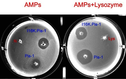 Figure 3 Assessment of bactericidal activity of piscidin-1 and I16K-piscidin-1 against MRSA through agar diffusion test at 5×MIC. The clear zone around well represents the antimicrobial potency of peptides. N: negative control (without an antimicrobial agent); Lys: lysozyme (0.5 mg/mL).Abbreviations: AMPS, antimicrobial peptide; MRSA, methicillin resistant Staphylococcus aureus.