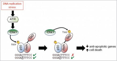 Figure 1. A model depicting regulation of the p50/RelA(p65) NF-κB complex as a result of DNA replication stress. Replication stress activates the checkpoint kinases ATR and Chk1. Chk1 then phosphorylates p50 at S329, inhibiting its ability to bind some κB elements. Chk1 also phosphorylates RelA at T505 in its transactivation domain (TAD). The combined effect of these modifications is the down regulation of anti-apoptotic genes and an increase in cell death.