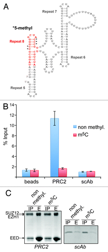 Figure 3. Cytidine methylation in XIST repeat 8 prevents binding of the PRC2 complex. (A) Two-dimensional structure model of R5-R8 showing the position and sequence of the RNA used in the RNA-binding assay (marked in red). Black asterisks indicate the methylated cytidines. (B) Bar graph showing the quantification by scintillation counting of 32P-5′ end-labeled XIST R8 RNA bound to affinity-purified PRC2. Flag-tagged PRC2 or a Flag-tagged control protein (scAb) was incubated with either the unmodified RNA (blue bars) or RNA methylated on the 5 cytidines indicated in (A) (red bars) and subsequently purified by Flag-M2-agarose. In addition, the RNAs were incubated with anti-Flag-beads in the absence of protein (beads). Values represent mean +/− SD of three independent experiments. (C) Coomassie blue stained SDS-polyacrylamide gels showing input material (IP) and eluates (E) of Flag-M2-beads from reactions described in (B) for PRC2 (left panel) and scAb (right panel). Twenty-five percent and 100%, respectively, of input of PRC2 and scAb were loaded in the IP lanes, 30% of eluates were loaded in the E lanes. The positions of the PRC2 subunits EZH1 (86 kDa), SUZ12 (87 kDa) and EED (51 kDa) are indicated. The MW of scAb is 18 kDa.
