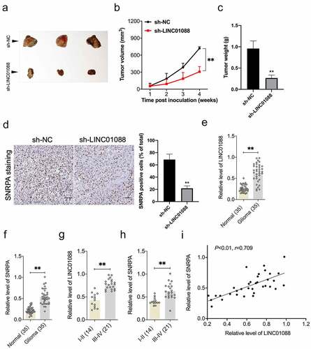 Figure 6. Knockdown of LINC00460 inhibits glioma cell growth in vivo. (a) Representative images of tumor-bearing nude mice inoculated with T98G cells stably transduced with sh-NC or sh-LINC01088. (b-c) The volumes and weights of tumors from tumor-bearing nude mice treated with sh-NC or sh-LINC01088 transduced T98G cells. (d) The level of SNRPA expression in tumor tissues was determined by IHC staining. Scar bar: 50 μM. (e) Expression level of LINC01088 was identified in 35 paired serum specimens from glioma patients and control normal by qRT-PCR. (f) Expression level of SNRPA in serum specimens from glioma patients or control normal. (g) qRT-PCR analysis of the relative expression of LINC01088 in patients with low-grade glioma (14) and high-grade glioma (21). (h) qRT-PCR analysis of the relative expression of SNRPA in patients with low-grade glioma (14) and high-grade glioma (21). (i) The Pearson correlation between LINC01088 level and SNRPA level was measured in the same set of glioma patients. Value is significant at **P < 0.01 as indicated.