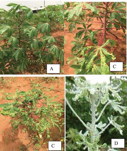 Figure 2. Cassava leaves. (a), Asymptomatic (b), Moderately severe mosaic symptom (c), Severe mosaic symptom (d). Very severe mosaic symptom