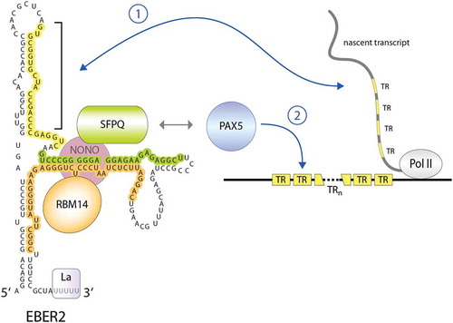 Figure 2. EBER2 acts as a guide RNA to recruit the cellular transcription factor PAX5 to the viral TR regions. EBER2 interacts directly with RBM14 and SPFQ (RNA footprints observed in CLIP experiments are indicated in the same colour as the proteins; unpublished results), and both proteins interact with NONO. This EBER2-RNP interacts with PAX5 through the interaction with SFPQ and NONO, and PAX5 is recruited to the TR regions of the EBV genome through RNA-RNA interactions of EBER2 with nascent transcripts originating from this region. The nucleotides of EBER2 engaging in duplex formation are highlighted in yellow