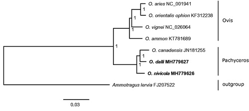 Figure 1. Bayesian tree based on the concatenated nucleotide sequences of 13 mitochondrial PCGs and two mRNA indicating evolutionary relationships of the genus Ovis. Node numbers show posterior probability values. GenBank accession numbers are given with species names.