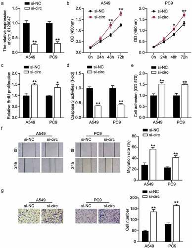Figure 3. Circ_0129047 silencing facilitated malignant phenotypes of LAC cells. (a) RT-qPCR analysis was carried out for circ_0129047 expression in A549 and PC9 cells transfected with circ_0129047 siRNA. (b) CCK-8 assay was carried out for detection the viability of A549 and PC9 cells transfected with circ_0129047 siRNA. (c) BrdU proliferation assay was carried out for detection the proliferation of A549 and PC9 cells transfected with circ_0129047 siRNA. (d) Caspase-3 activity assay was carried out for detection the apoptosis of A549 and PC9 cells transfected with circ_0129047 siRNA. (e) Cell adhesion assay was carried out for assessment the adhesion ability of A549 and PC9 cells transfected with circ_0129047 siRNA. (f) Wound healing assay was carried out for assessment the migration ability of A549 and PC9 cells transfected with circ_0129047 siRNA. (g) Transwell assay was carried out for assessment the invasion ability of A549 and PC9 cells transfected with circ_0129047 siRNA. Si-circ: circ_0129047 siRNA, *P < 0.05, **P < 0.001 compared with control group, ANOVA. Data were from three independent experiments and presented as the mean ± SD.
