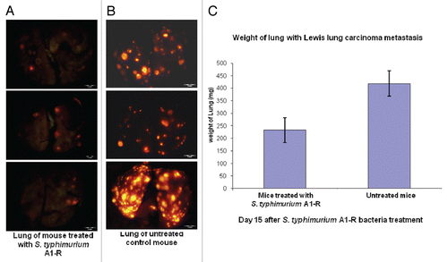 Figure 3 Efficacy of S. typhimurium A1-R treatment on RFP-labeled Lewis lung experimental lung metastasis in C57 immunocompetent mice. Female C57 immunocompetent mice, age 6 weeks, were injected with RFP-expressing Lewis lung carcinoma cells (1 × 106 in 100 µl PBS) into the tail vein. On day 5, S. typhimurium A1-R (107 CFU) were injected into the tail vein of the mice every three days. On day 15, all animals were sacrificed. The excised lungs were weighed and imaged using the Olympus OV100. (A) Fewer RFP-labeled lung metastasis were found in the lungs of mice treated with S. typhimurium A1-R-GFP than in the lungs of the untreated mice. (B) RFP-labeled lung metastasis in the lungs of the untreated C57 control mice. (C) The weight of the lungs from mice treated with S. typhimurium A1-R-GFP was significantly less than the weight of the lungs of the untreated control mouse.