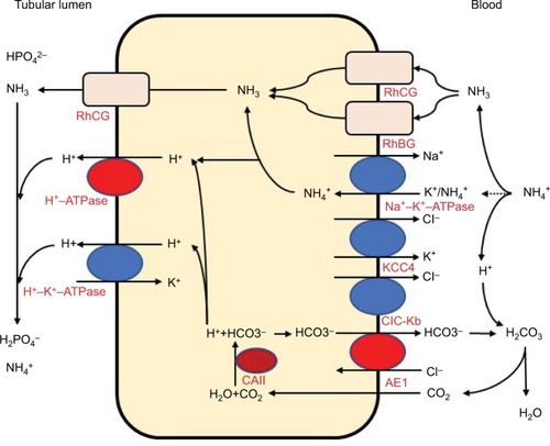 Figure 1 Acid and ammonia secretion in type A intercalated cells in the distal nephron.