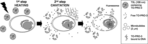 Figure 2. Schematic representation of US-mediated intracellular drug delivery utilizing temperature-sensitive liposomes (step 1) and membrane permeabilization in the presence of microbubbles (step 2).