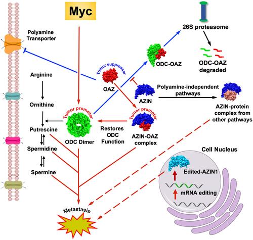 Figure 1 Dysregulated polyamine pathway in cancers. The red arrows indicate established pathways that lead to cancer metastasis and progression. Dotted red arrows indicate the recently discovered role of AZINs (AZIN1 to be specific) in cancer progression. A putative AZIN1-interaction with proteins from other pathways is shown, the dysregulation of which leads to multiple cancers. RNA edited mutant form of AZIN1 can also lead to cancers. The blue arrows indicate the tumor suppressor function of OAZ (OAZ1 to be specific). The black arrows indicate a normal pathway.