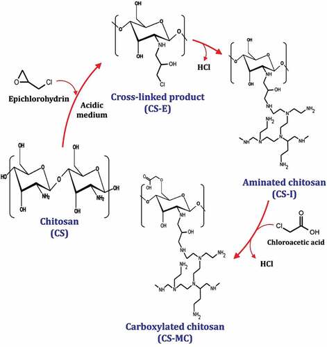 Figure 1. Preparation of carboxylated chitosan based on the graft copolymerization reaction.