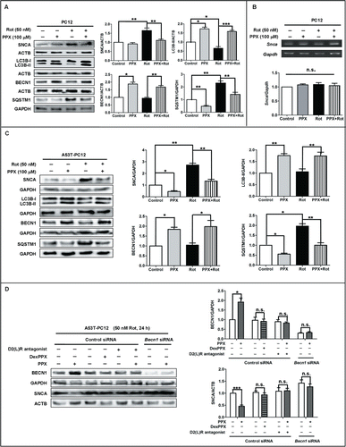 Figure 6. PPX reduces the accumulation of SNCA in vitro. (A to C) Normal PC12 cells (A and B) or PC12 cells that stably overexpress mutant SNCAA53T (A53T-PC12, C) were pretreated with 100 μM PPX for 30 min, followed by 50 nM rotenone cotreatment for 24 h. The protein levels of SNCA and autophagy markers were evaluated by western blotting while Snca mRNA levels were examined by reverse transcription PCR. ACTB and GAPDH served as loading controls. (D) A53T-PC12 cells were transfected with control siRNA or Becn1 siRNA for 24 h and then subjected to 100 μM PPX or DexPPX pretreatment for 30 min, followed by rotenone (Rot) cotreatment for another 24 h. For D2(L)R antagonist cotreatment group, 50 nM L741,626 and 20 nM GR103691 were mixed together and added at 30 min before PPX treatment. Whole lysates were analyzed by western blotting. One-sample t test and Student t test. N=4. *, P<0 .05; **, P<0 .01; ***, P<0 .001; n.s., not significant.