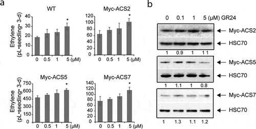 Figure 1. GR24 enhances ethylene biosynthesis in dark-grown Arabidopsis seedlings but does not influence ACS stability. (a) Seedlings were grown in capped vials containing growth media with the indicated concentration of GR24 for 3 d and the accumulated ethylene was measured by gas chromatography. Error bars indicate SD; n = 3. (b) Seedlings expressing myc-ACS2, myc-ACS5, or myc-ACS7 were grown on growth media with the indicated concentrations GR24 for 3 d. Total protein extracts from the seedlings were analyzed by immunoblotting using an anti-Myc or an anti-HSC70 antibody as a loading control. The Myc-ACS bands were normalized to the HSC70 control, and these values were then normalized to the “no GR24” control value, which was set to 1. The numbers below the gel panels indicate the relative ratios of the band intensities. * P < .05, Student’s t-test