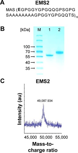 Figure 1 Analysis of silk proteins.Notes: (A) Amino acid sequences of bioengineered spider silk proteins EMS2. The introduced residue of a glutamic acid (E) is in bold; (B) 12.5% SDS-PAGE gel analysis of silk proteins: M=molecular weight marker (PageRuler), 1=MS2, 2=EMS2; (C) MALDI-TOF spectrum of EMS2 protein.Abbreviation: SDS-PAGE, sodium dodecyl sulfate polyacrylamide gel electrophoresis.