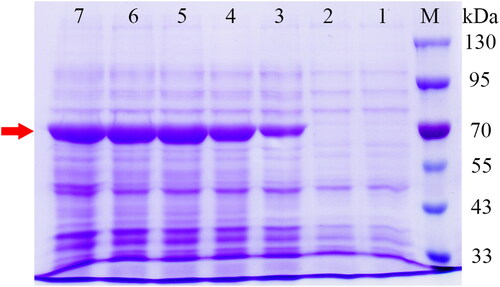 Figure 4. Heterologous expression of SbPMK in E. coli following IPTG induction (1 mmol/L). The bands indicated by the red arrow are target proteins. Lane M, protein molecular weight marker (Solarbio, Beijing, China); Lane 1, blank control group: E. coli harbouring empty vector; Lane 2–7, E. coli harbouring pET-32a-SbPMK induced by IPTG at 0 h, 2 h, 4 h, 6 h, 8 h, 10 h.
