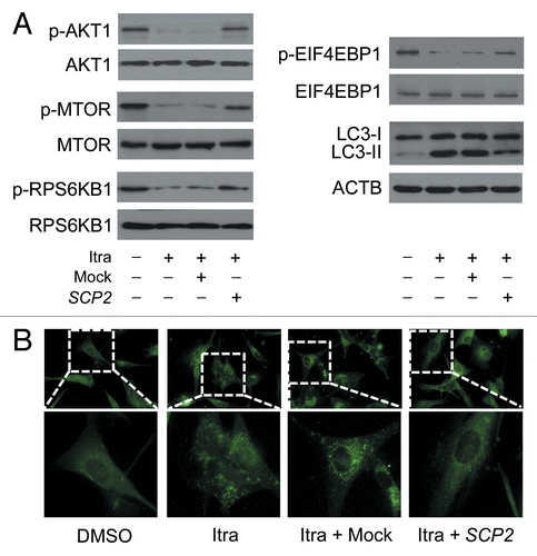 Figure 12. Overexpression of SCP2 attenuates itraconazole-mediated MTOR inhibition and autophagy activation. U87 cells were transfected with mock vector or SCP2 expression plasmid. After 36 h, cells were treated with DMSO or 5 μM itraconazole for another 36 h. (A) Phosphorylation of AKT1 (Ser473), MTOR (Ser2448), RPS6KB1 (Ser424 and Thr421), and EIF4EBP1 (Ser65 and Thr70) and conversion of LC3-I to LC3-II were examined by immunoblot. Total AKT1, MTOR, RPS6KB1, or EIF4EBP1 was used as internal control for p-AKT1, p-MTOR, p-RPS6KB1, or p-EIF4EBP1, respectively. ACTB was used as the internal control for LC3. The data are representative of 3 independent experiments. (B) Formation of endogenous LC3 puncta was examined via immunofluorescence staining using a fluorescence microscope. The data are representative of 3 independent experiments. Itra, itraconazole.