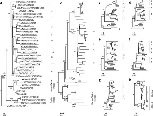 Figure 1. Phylogenetic analyses of H3N2 avian influenza viruses isolated from 2009 to 2014 in China. The phylogenetic trees of HA (a) and NA (b) were rooted to A/Duck/Alberta/78/1976 (H3N2) and A/Turkey/England/1969 (H3N2), respectively. The phylogenetic trees of PB2 (c), PB1 (d), PA (e), NP (f), M (g), and NS (h) were rooted to A/Equine/Prague/2/56 (H7N7). The viruses sequenced in this study are underlined in the phylogenetic tree. Abbreviations: DK, duck; CK, chicken; CSD, common shelduck; NS, northern shoveler; EN, environment; WBM, white-backed munia; WS, whooper swan; SW, swine; EQ, equine; ML, mallard; AB, aquatic bird; SBD, spot-billed duck; TK, turkey; GG, garganey; VS, velvet scoter; WWF, wild waterfowl; CT, common teal; PTD, pintail duck; GW, gadwall; RSD, ruddy shelduck; WD, wild duck; PT, pintail; MLD, mallard duck; BHG, bar-headed goose; GL, gull; MD, migratory duck; GS, goose; HuB, Hubei; CQ, Chongqing; GX, Guangxi; FJ, Fujian; HuN, Hunan; VN, Vietnam; GD, Guangdong; ZJ, Zhejiang; HK, Hong Kong; SC, Sichuan; XJ, Xinjiang; XH, Xianghai; SH, Shanghai; JS, Jiangsu; HeB, Hebei; DT, Dongting; AH, Anhui; NC, Nanchang; ST, Shantou; DG, Dongguan; WZ, Wenzhou; QH, Qinghai; JX, Jiangxi. The phylogenetic trees of Figure 1(b–h) with virus names are provided in Figure S1a–g in the supplemental material.