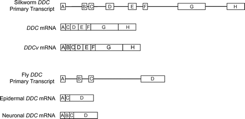 Fig. 1. Structures of the dopa decarboxylase (DDC) alternative splicing isoforms of D. melanogasterCitation9) and B. mori (this study).