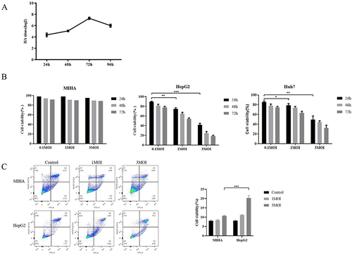 Figure 3 Cytotoxic effects of IAV-OX40L virus in vitro. (A) The growth curve of IAV-OX40L virus was consistent with that of the influenza virus and peaked at 27–8 at 72 h. (B) MTS assays showed that the virus inhibited the growth of tumor cells in vitro in a time- and dose-dependent manner but had no effect on normal cells. (C) Flow cytometry showed that IAV-OX40L significantly promoted the apoptosis of tumor cells, with the most obvious effect at an MOI of 3 but no effect on normal cells. (*P< 0.05, **P< 0.01, ***P< 0.001).