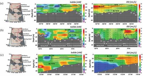 Figure 6. Sectional distribution maps of iodide (I−) concentration (nM) and dissolved oxygen (mL/L). Vertically plotted black dots at each station mean sampling depth. ((a) St. 32–St. 46 in Northern Chukchi Shelf, (b) St. 7–St. 41 between Bering Shelf and Northern Chukchi Shelf, (c) St. 1–St. 6 in Bering Shelf).