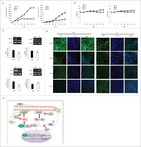 Figure 6. In vivo therapeutic efficacy of Mw on melanoma cancer models. (A) 3×105 B16F10 cells were injected in the right flank of C57BL/6 mice on day 0. Mw (107 bacilli/mouse) was given intradermally (i.d.) at the tumor site twice within 15 d interval starting from day 3 of tumor implantation. Tumor growth and animal body weight was measured twice per week. Data are mean ± SD values obtained from 5-mice/group. *P< 0.05 vs PBS treated mouse. (B) Mw treatment did not affect animal body weight. (C) MMP-9, MMP-2, PKCα, PKCδ expression in B16F10 tumor treated with Mw was detected by real time PCR analysis. Data are mean ± SD obtained from 5-mice/group. *P< 0.05, **P< 0.01 vs PBS treated mouse. (D) Expression of MMP-9, MMP-2, PKCα, and PKCδ in B16F10 tumor treated with Mw was detected by tumor immunofluorescence staining. (E) Signaling pathway where Mw inhibits B16F10 melanoma cancer cell invasion and migration.