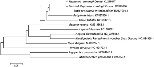 Figure 1. Consensus neighbor-joining tree based on the complete mitochondrial sequence of sinistral N. cumingii and other 12 mollusk species. The phylogenetic tree was constructed using MEGA 7.0 and DNAMAN 6.0 software by the neighbor-joining method. The numbers at the tree nodes indicate the percentage of bootstrapping after 1000 replicates.